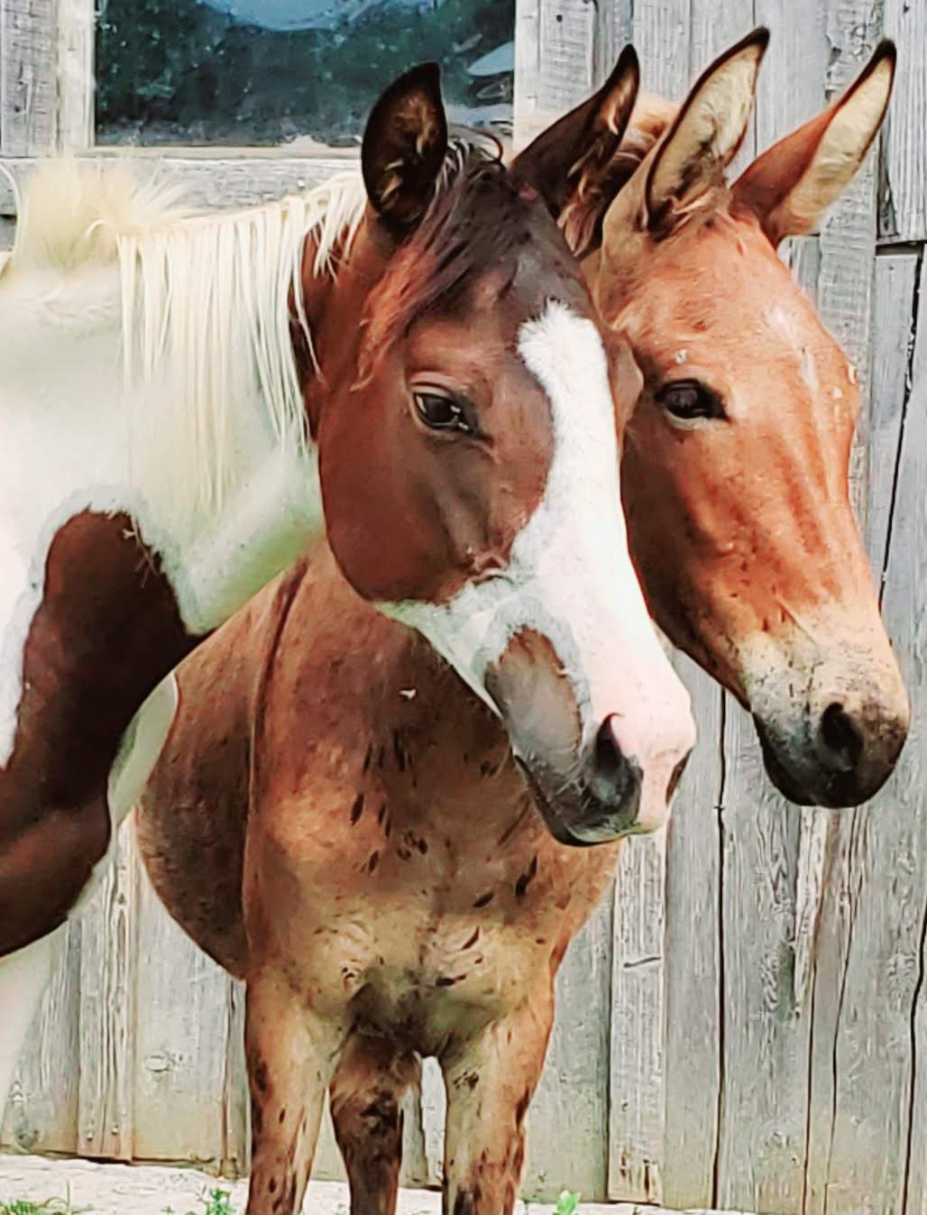 Pippa - Mule for Adoption