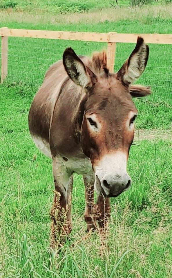 Knox - Donkey for adoption