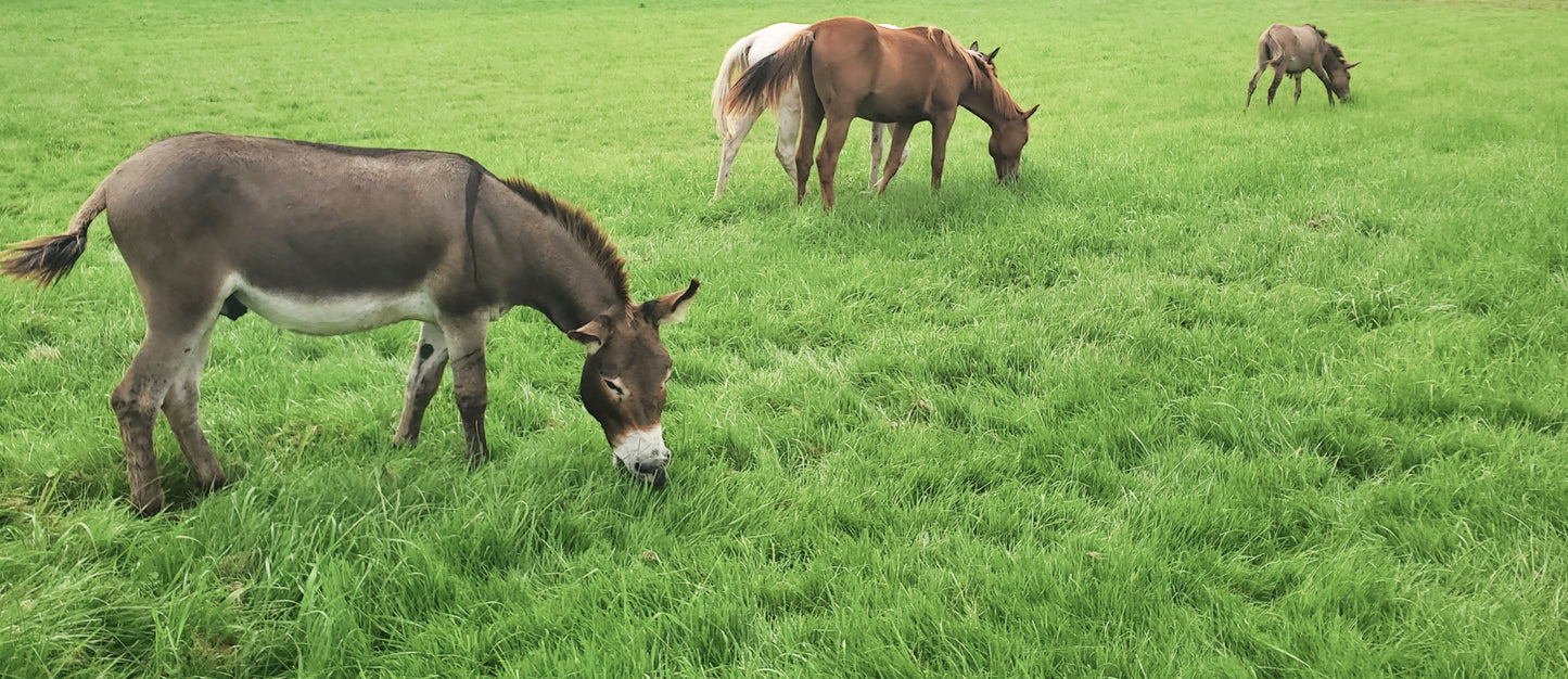 Knox - Donkey for adoption