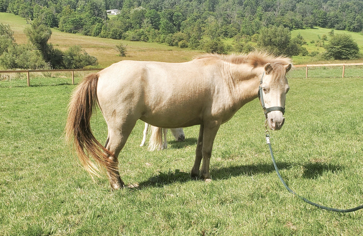 Faith - Small Pony for Adoption