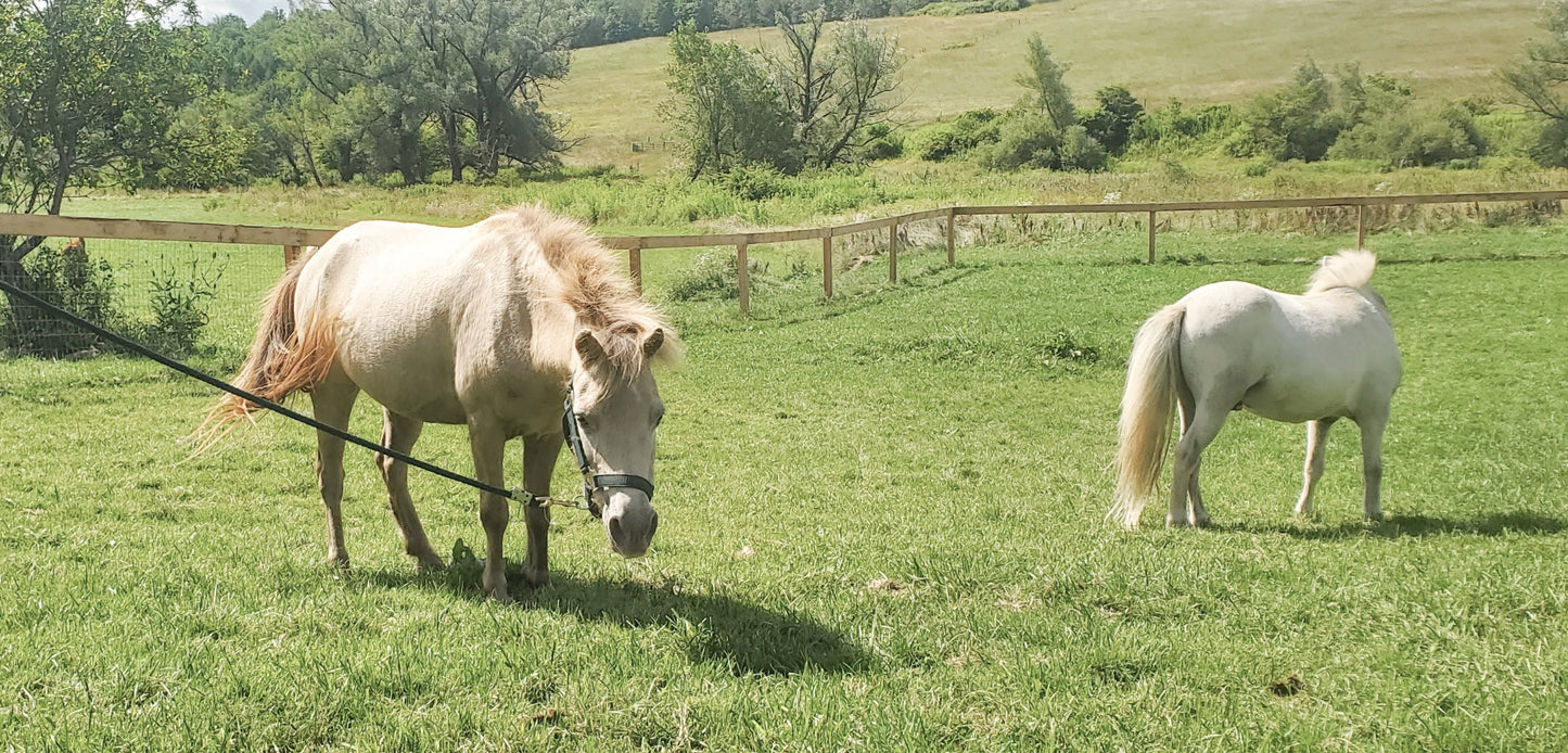 Faith - Small Pony for Adoption