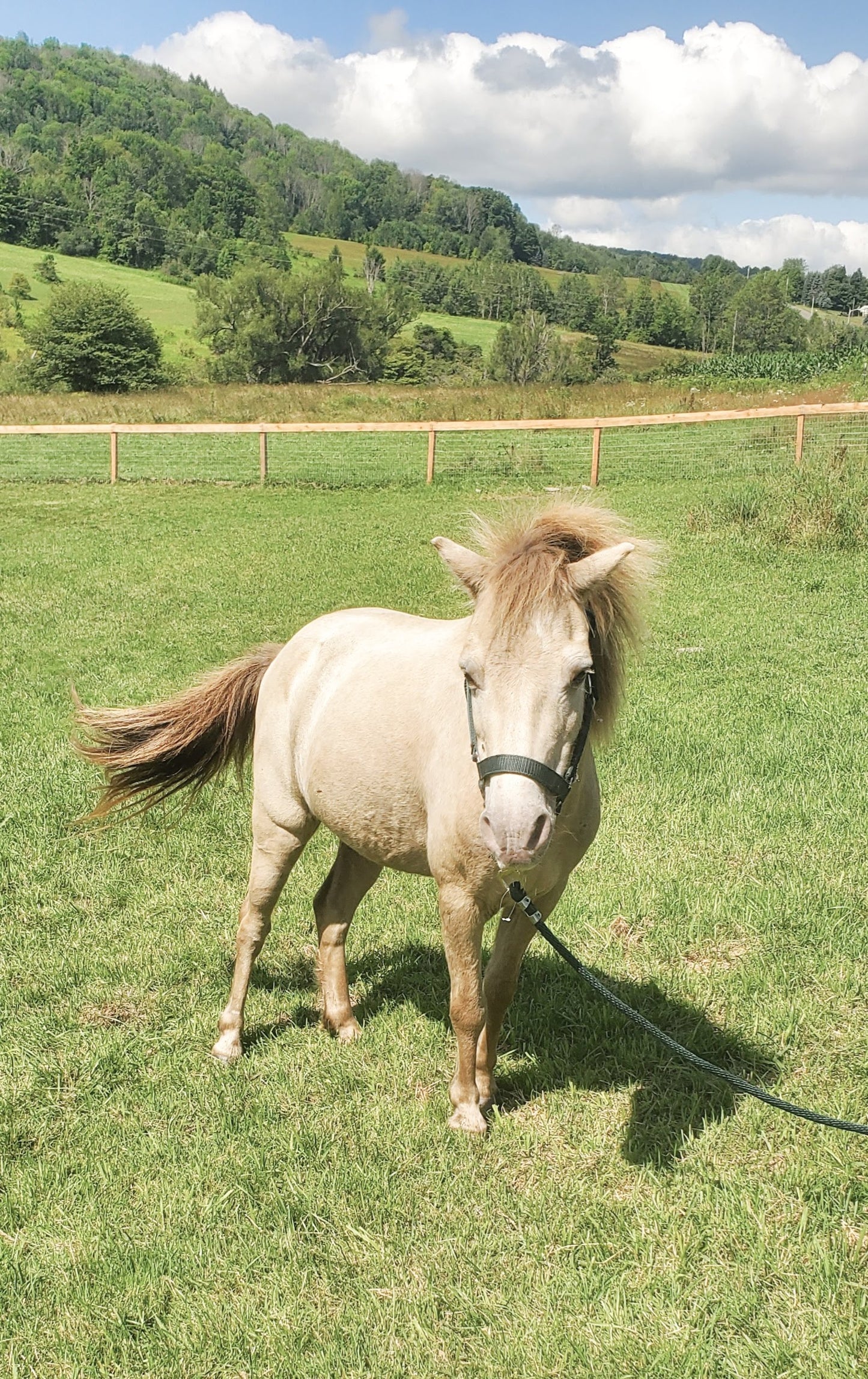 Faith - Small Pony for Adoption