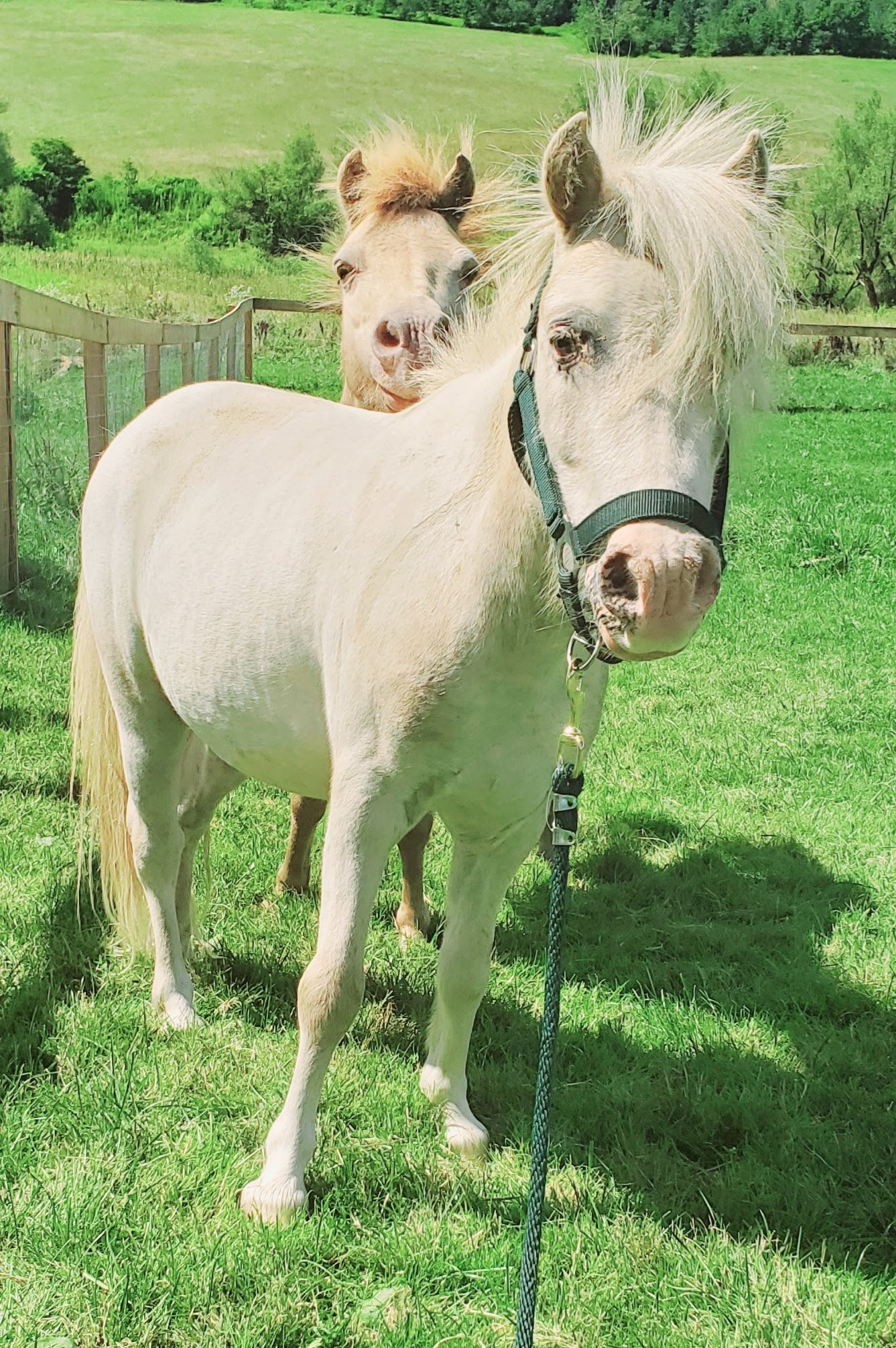 Faith - Small Pony for Adoption