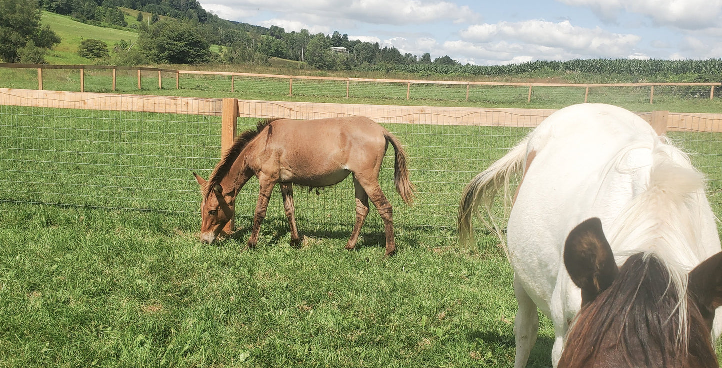 Pippa - Mule for Adoption