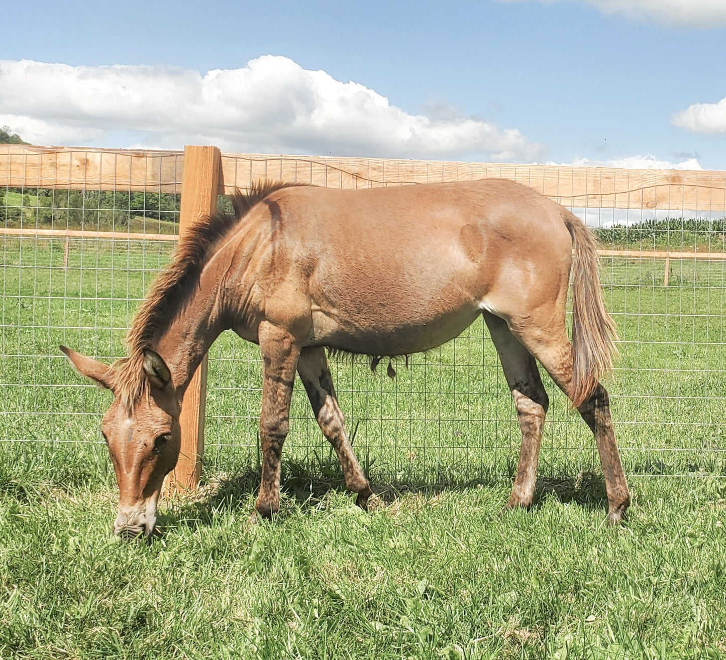 Pippa - Mule for Adoption