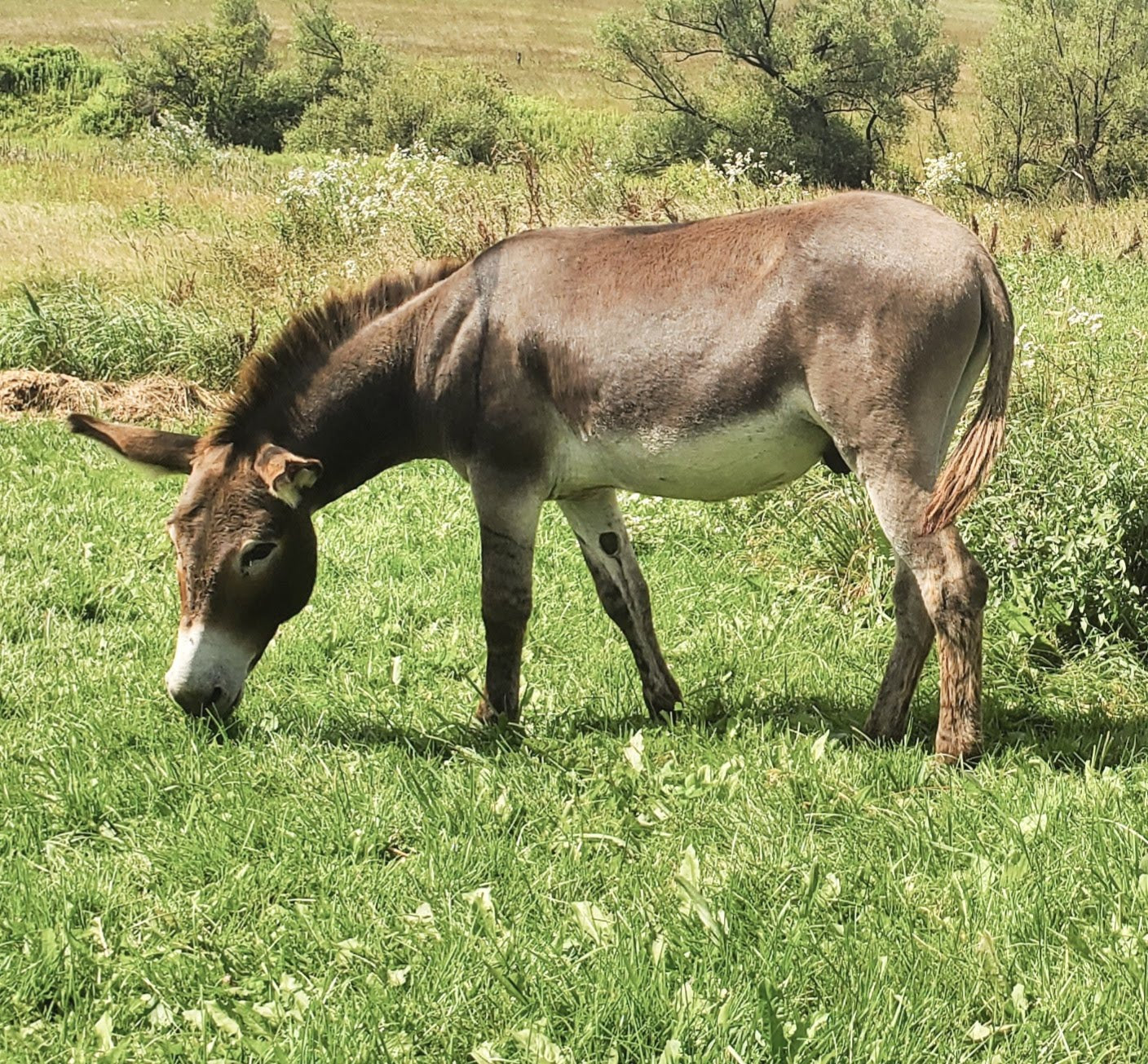 Knox - Donkey for adoption