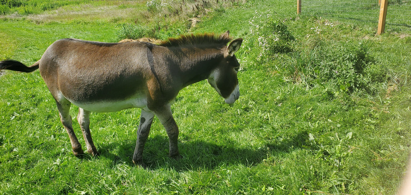 Knox - Donkey for adoption