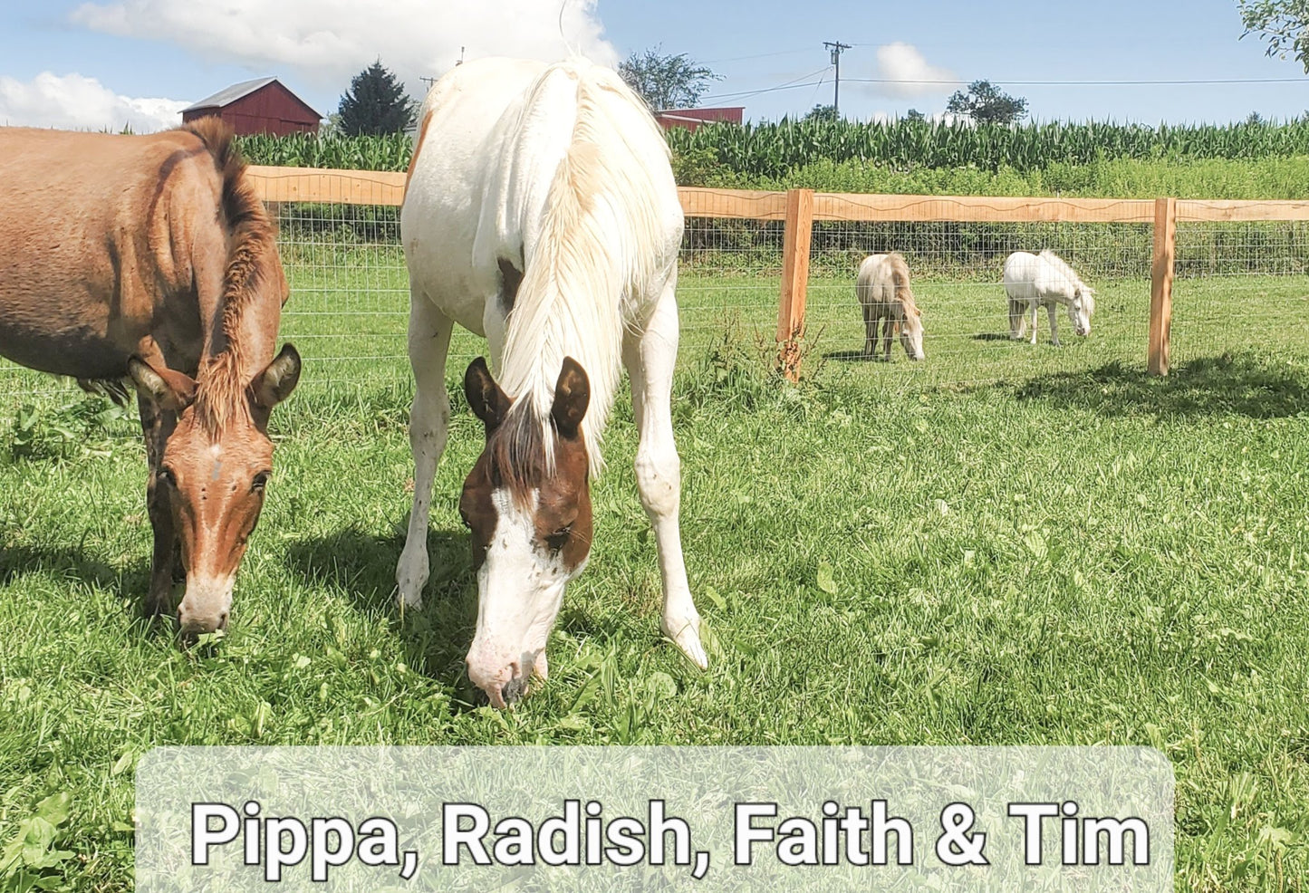 Pippa - Mule for Adoption