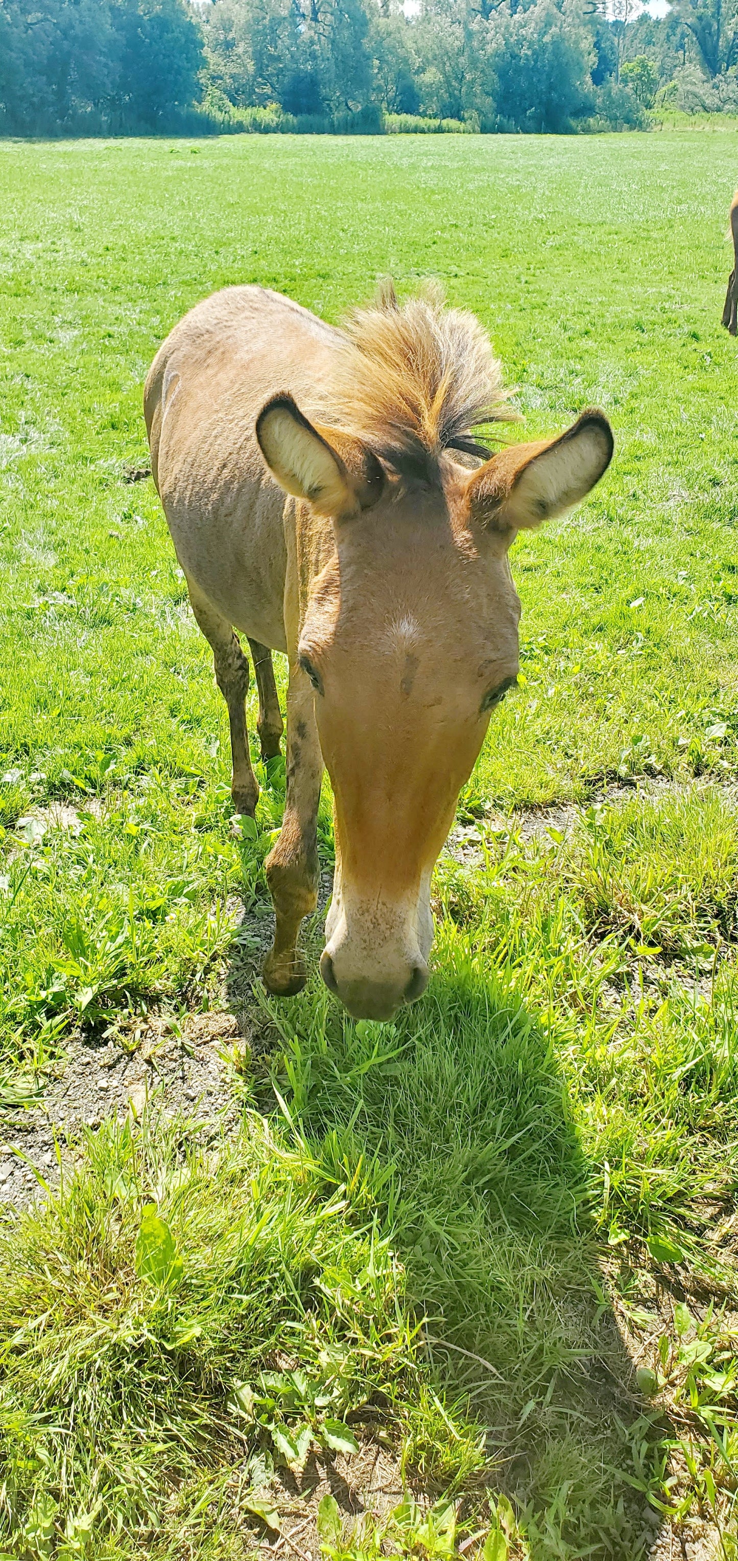 Pippa - Mule for Adoption