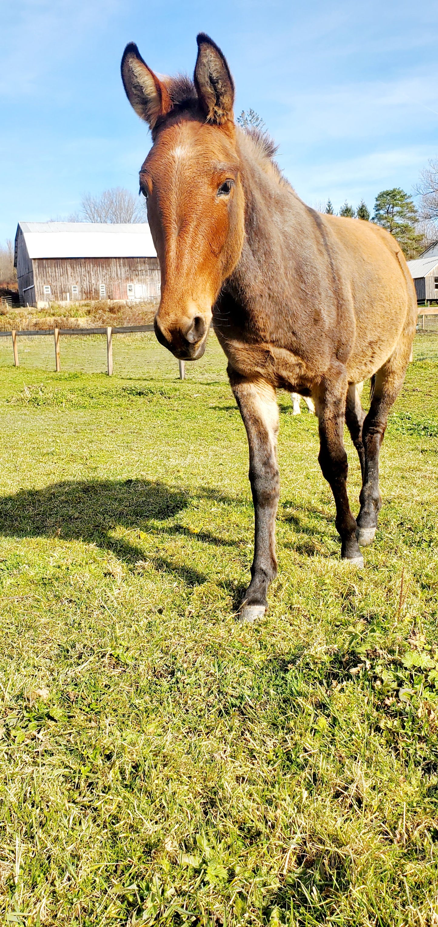 Pippa - Mule for Adoption