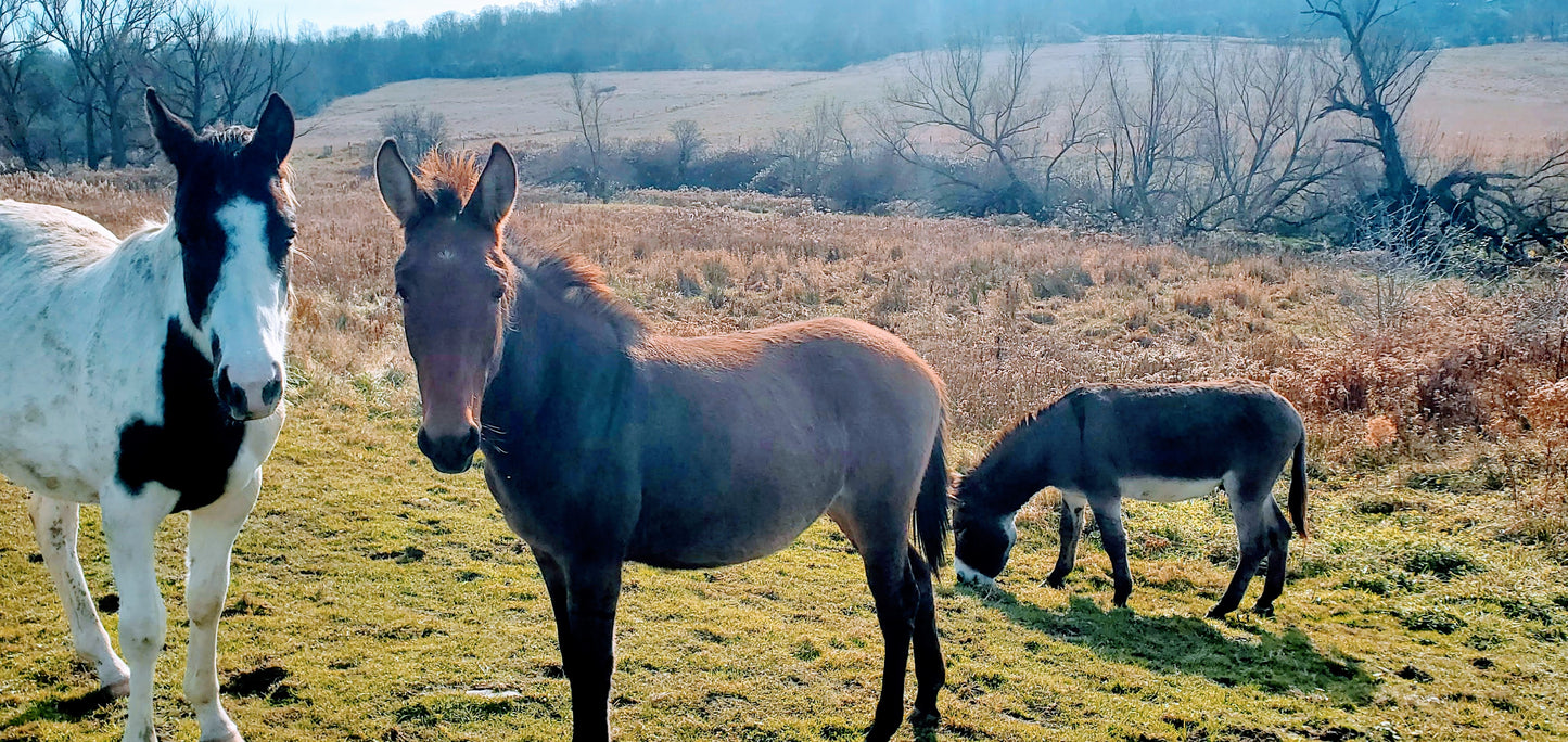 Pippa - Mule for Adoption