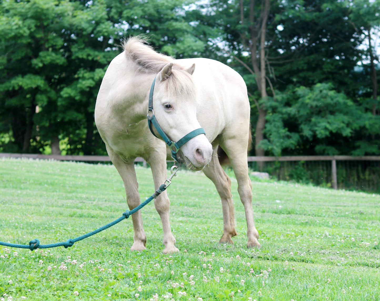 Faith - Small Pony for Adoption