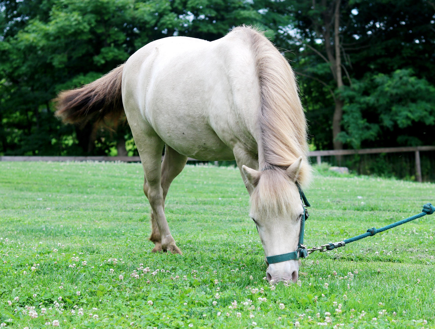 Faith - Small Pony for Adoption