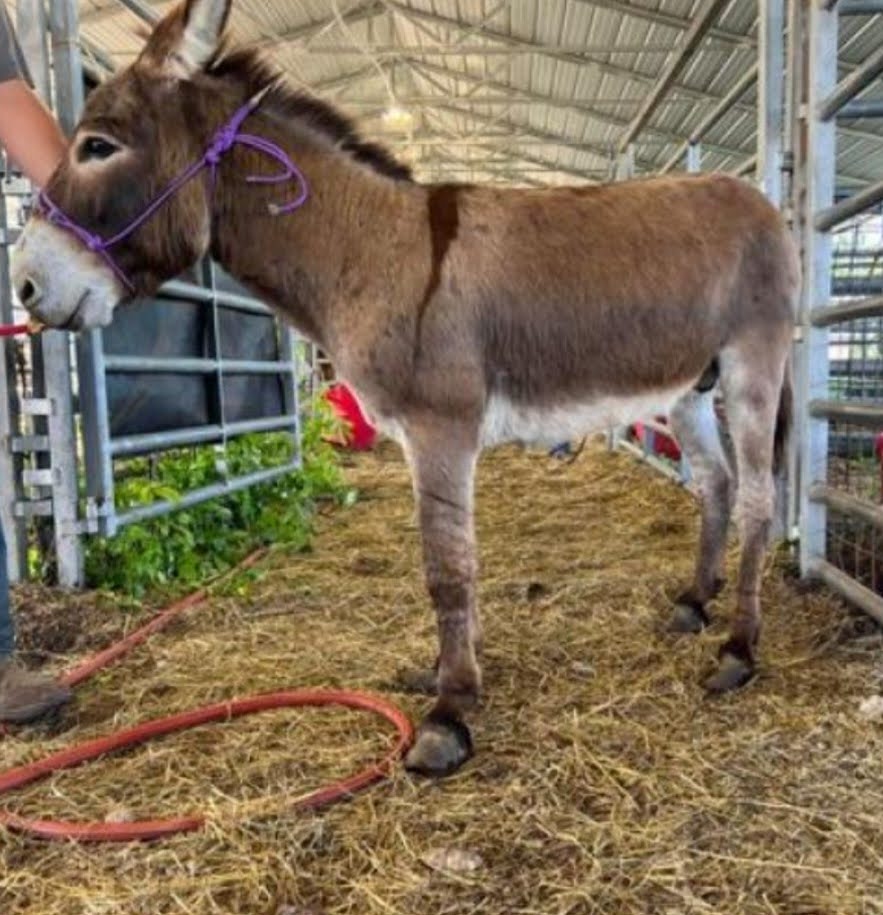 Knox - Donkey for adoption