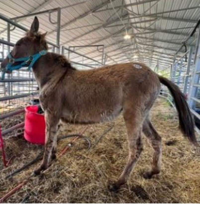 Pippa - Mule for Adoption