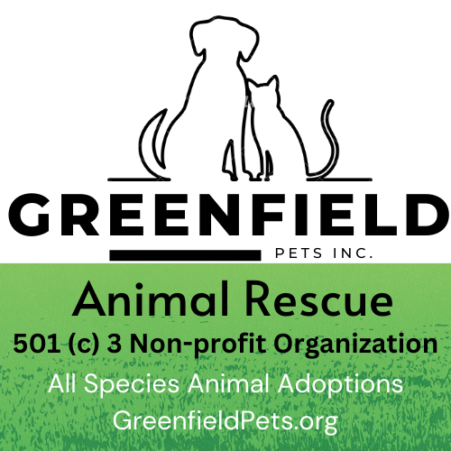 Pippa - Mule for Adoption