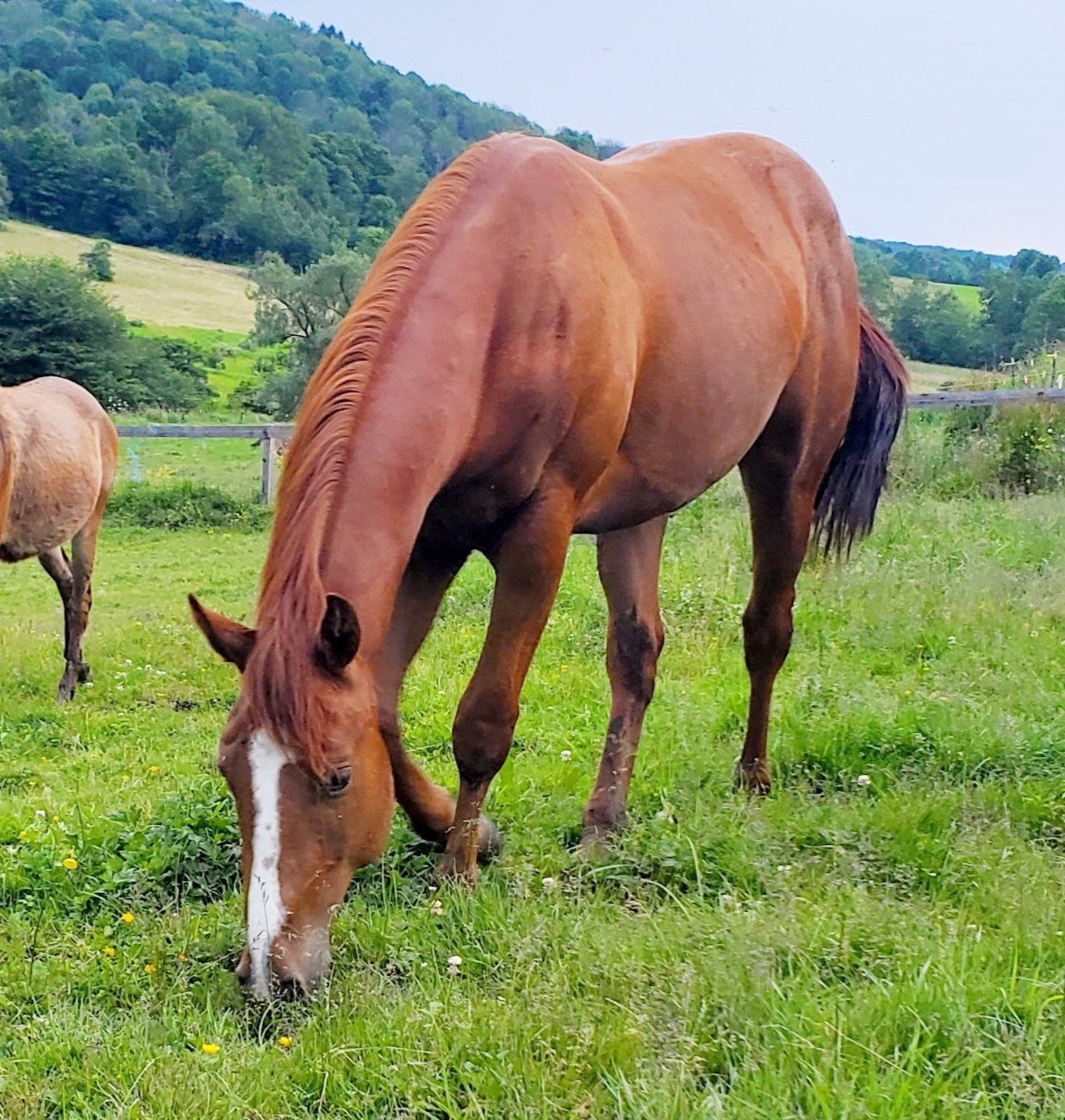 ADOPTED Russet - Quarter Horse for Adoption