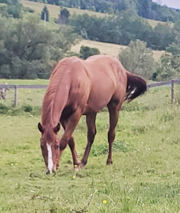 ADOPTED Russet - Quarter Horse for Adoption