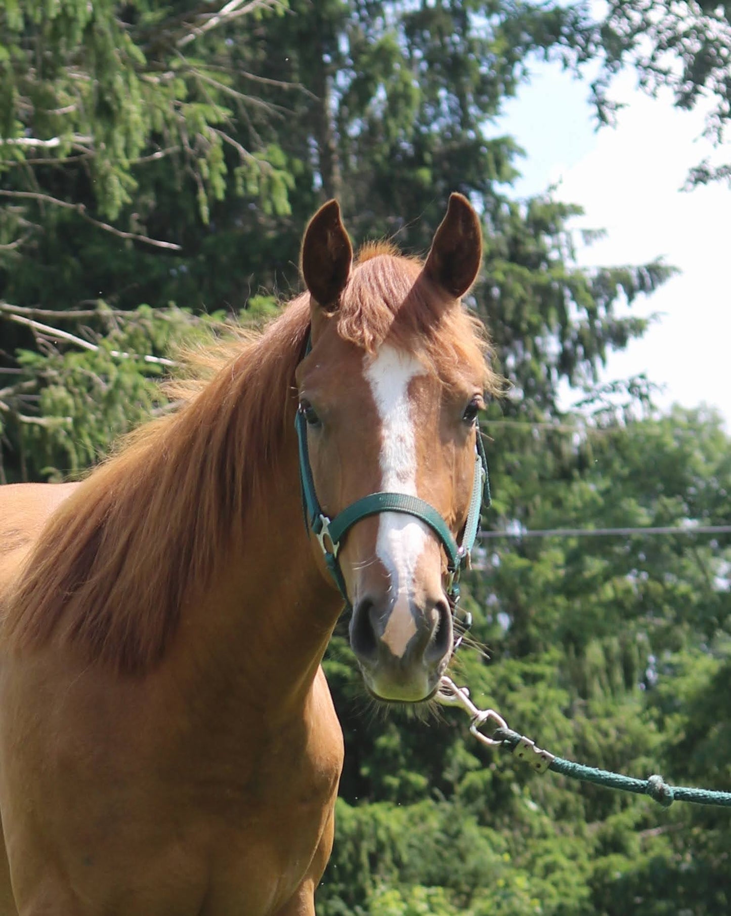 ADOPTED Russet - Quarter Horse for Adoption