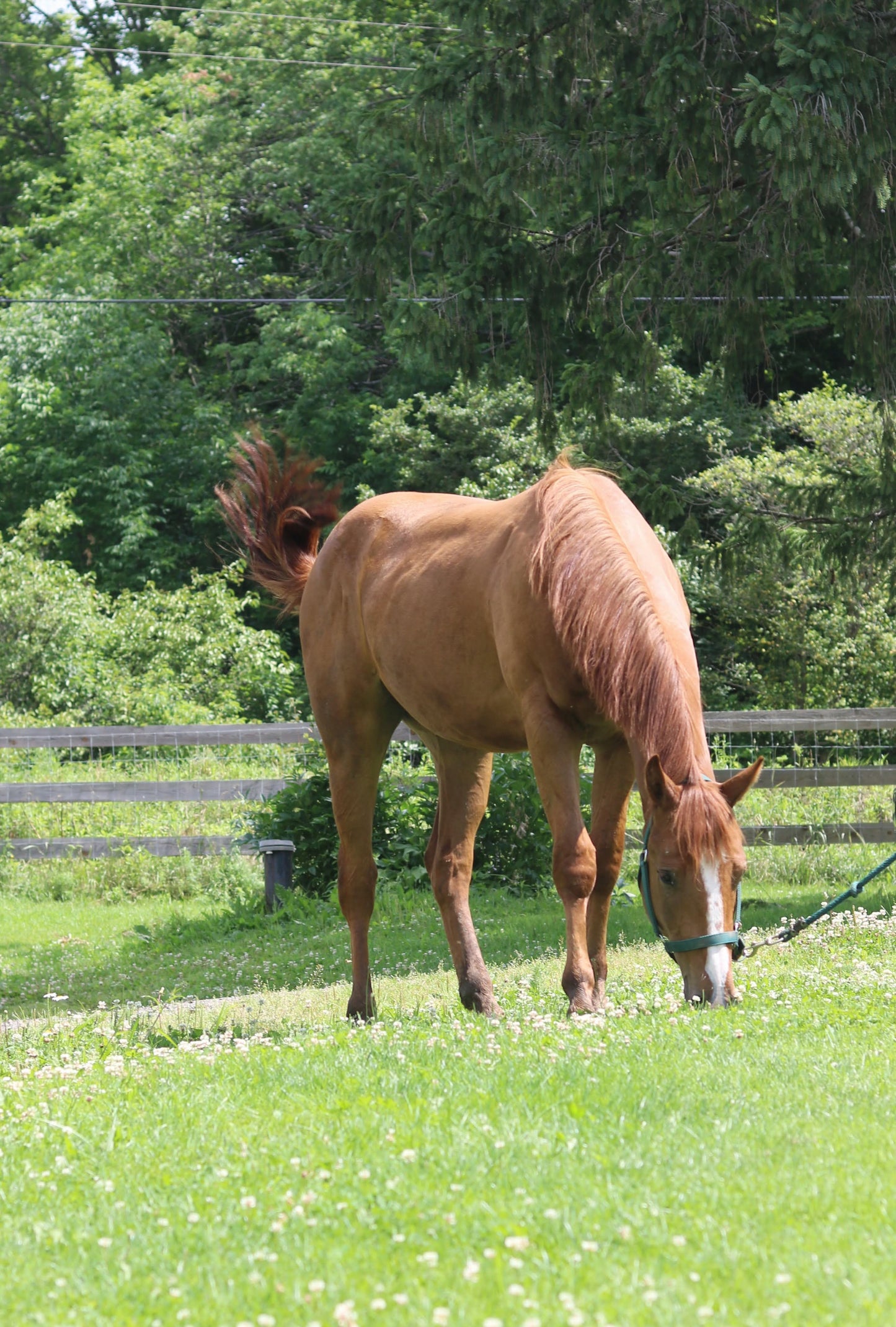 ADOPTED Russet - Quarter Horse for Adoption