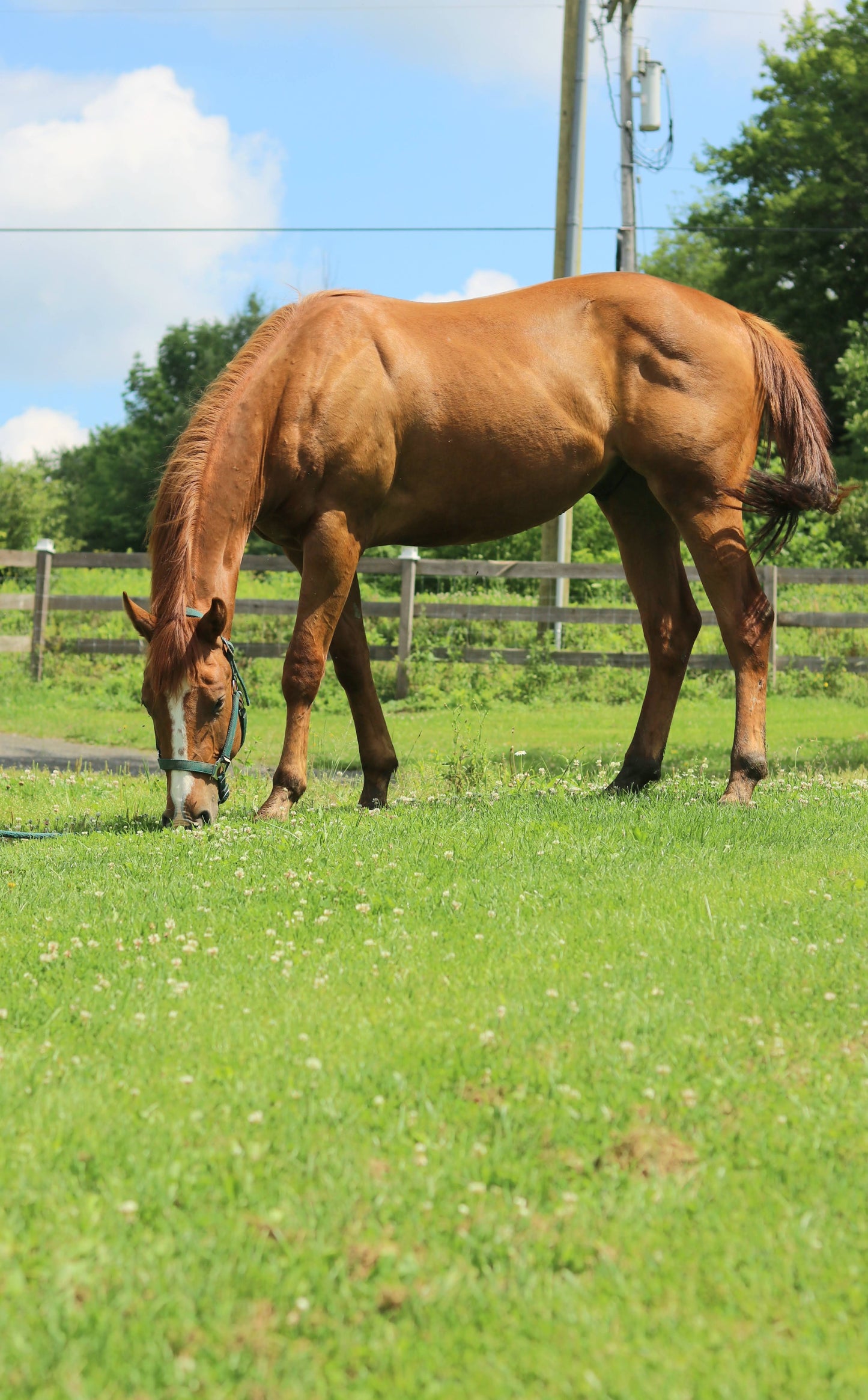 ADOPTED Russet - Quarter Horse for Adoption