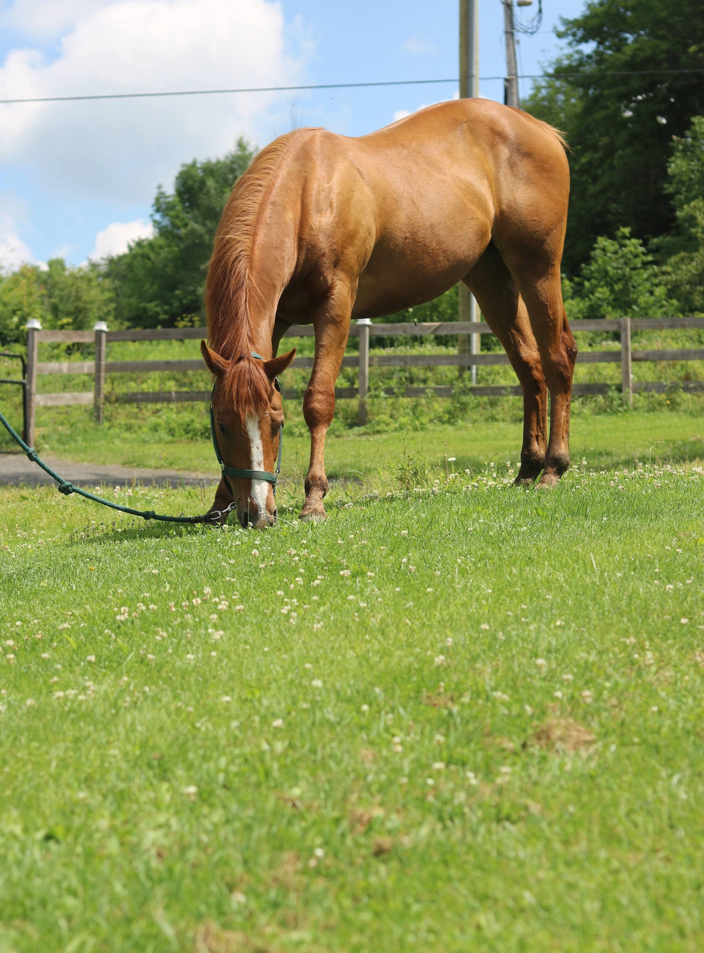 ADOPTED Russet - Quarter Horse for Adoption