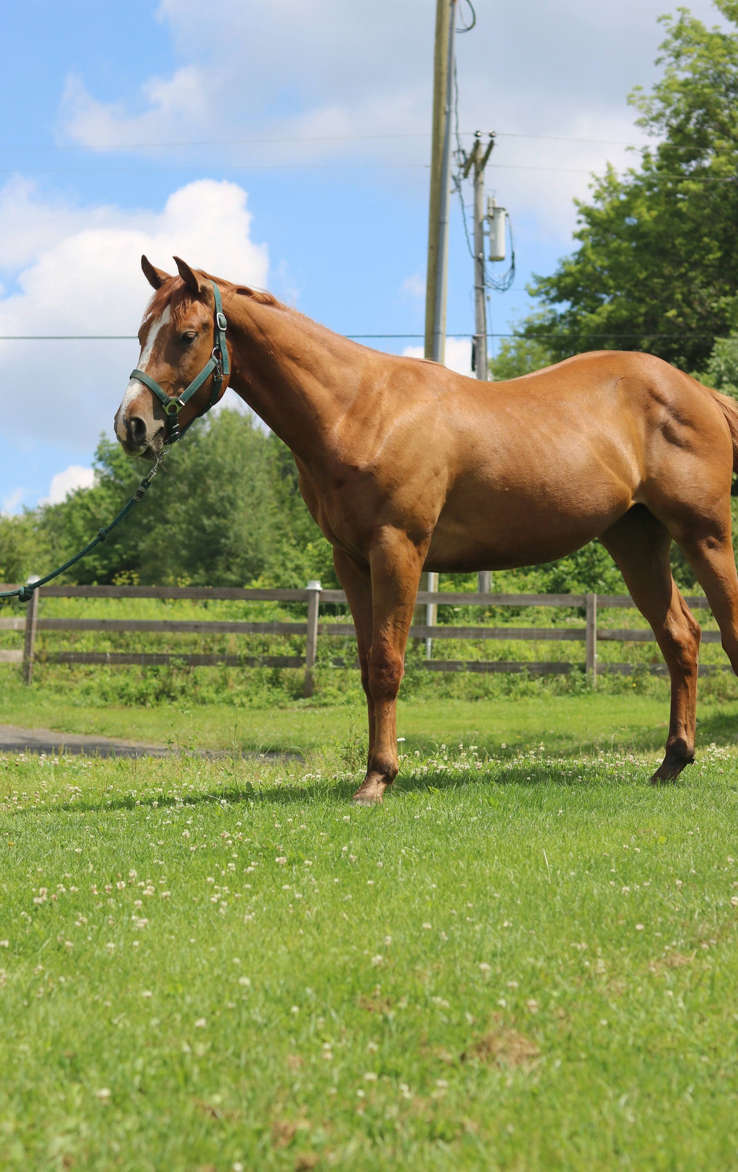 ADOPTED Russet - Quarter Horse for Adoption